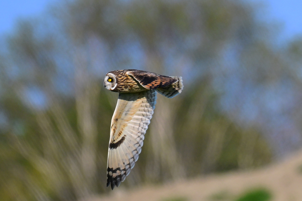 Short-eared Owl Short-eared Owl